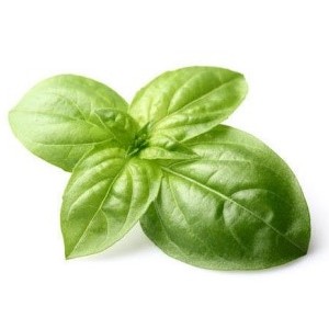basil